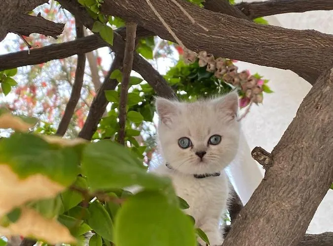 Karayel Apart * Bodrum