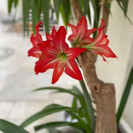 Hotel de apartamente Karayel Apart