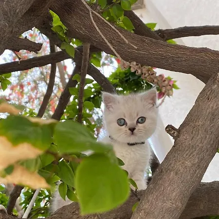 Karayel Apart * Bodrum