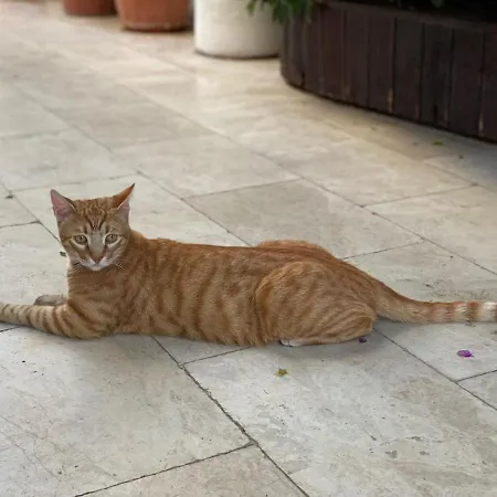 Karayel Apart ボドルム