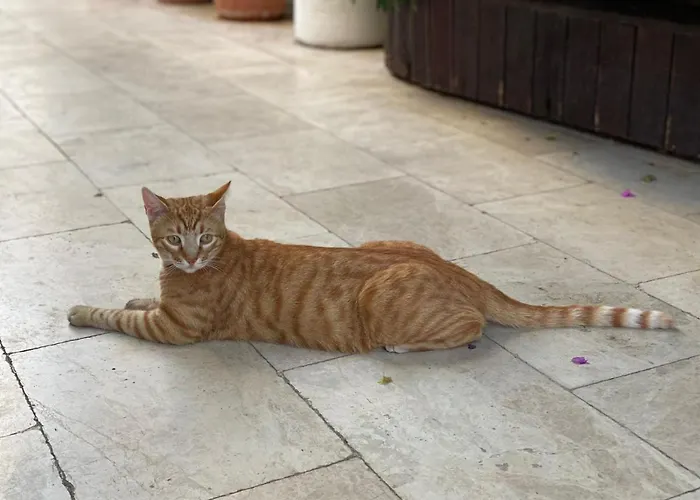 Karayel Apart ボドルム